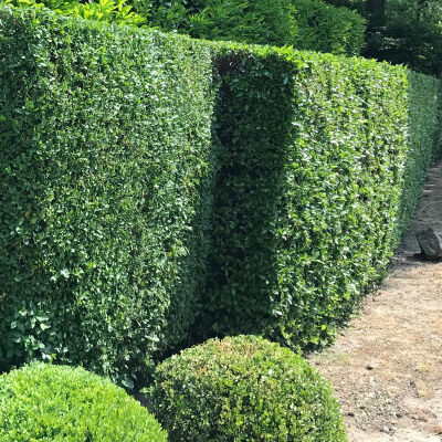 Ligustrum Ovalifolium in verschiedenen Größen