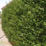 Ligustrum Ovalifolium 30-50 cm im p9-Topf