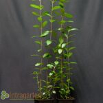 Ligustrum Ovalifolium 30-50 cm im p9-Topf