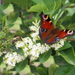 Ligustrum Ovalifolium 30-50 cm im p9-Topf