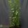 Ligustrum Ovalifolium 30-50 cm im p9-Topf