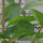 Ligustrum Ovalifolium 30-50 cm im p9-Topf