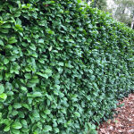 Cherry Laurel Kleopatra ®