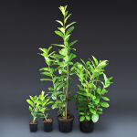 Cherry laurel novita