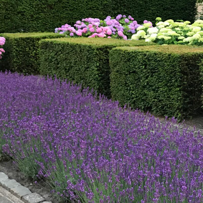 Lavendel angustifolia Munstead