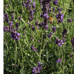 Lavendel angustifolia Munstead