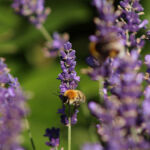 Lavendel angustifolia Munstead