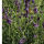 Lavandula angustifolia in verschiedenen Größen