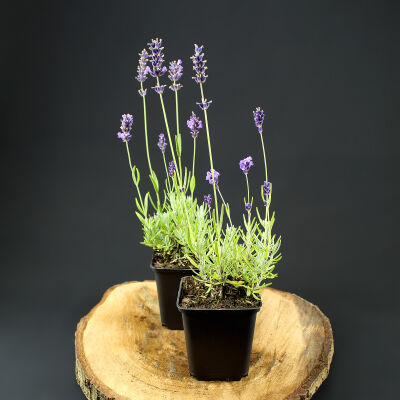 true lavender or English lavender