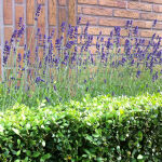 true lavender or English lavender