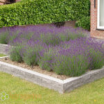 true lavender or English lavender