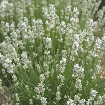 Lavandula Alba in verschiedenen Größen