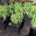 Lavandula angustifolia Alba