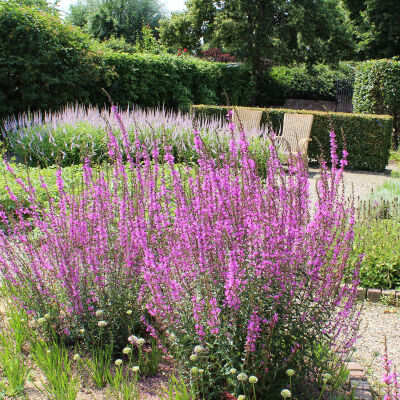 purple loosestrife