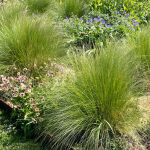 Stipa capillata