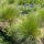 Stipa capillata