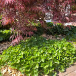 asarabacca, European wild ginger, hazelwort or wild spikenard