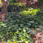 Asarum europaeum