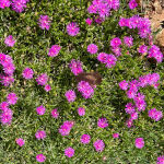 Delosperma cooperi