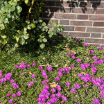 Delosperma cooperi