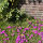 Delosperma cooperi