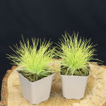 Festuca glauca Golden Toupee