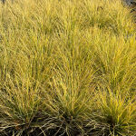 Festuca glauca Golden Toupee