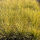 Festuca glauca Golden Toupee