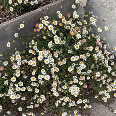 Erigeron karvinskianus