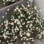 Karwinsky’s fleabane