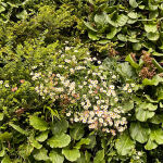 Karwinsky’s fleabane