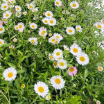 Spanisches Gänseblümchen