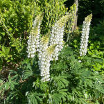 Lupinus polyphyllus Noble Maiden