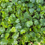 Heuchera x brizoides Schneewittchen