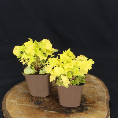 Heuchera villosa Lime Marmalade