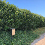 Prunus Herbergii / Kirschlorbeer Herbergii verschiedene...