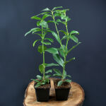 Prunus Herbergii / Kirschlorbeer Herbergii verschiedene Größen 40 - 60 cm im p9 Topf