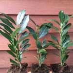 Prunus Herbergii / Kirschlorbeer Herbergii verschiedene Größen 40 - 60 cm im p9 Topf