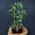 Prunus Herbergii / Kirschlorbeer Herbergii verschiedene Größen 40 - 60 cm im p9 Topf