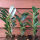 Prunus Herbergii / Kirschlorbeer Herbergii verschiedene Größen 40 - 60 cm im p9 Topf