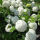 Hydrangea arborescens Annabelle /Ballhortensie Annabelle p9