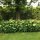 Hydrangea arborescens Annabelle p9