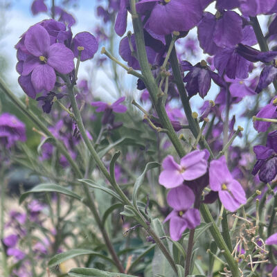 Erysimum Bowles Mauve