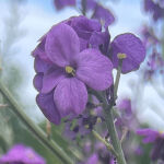 Erysimum Bowles Mauve