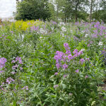 Erysimum Bowles Mauve