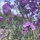 Erysimum Bowles Mauve