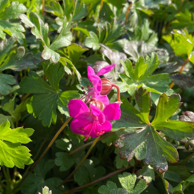 Geranium cant. Crystal Rose