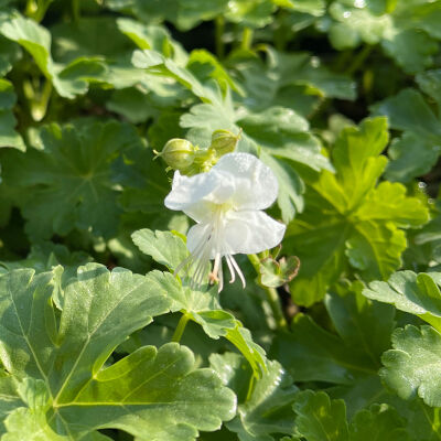 Geranium macrorrhizum White Ness