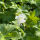 Storchschnabel White-Ness
