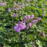 Geranium x cantabrigiense Cambridge